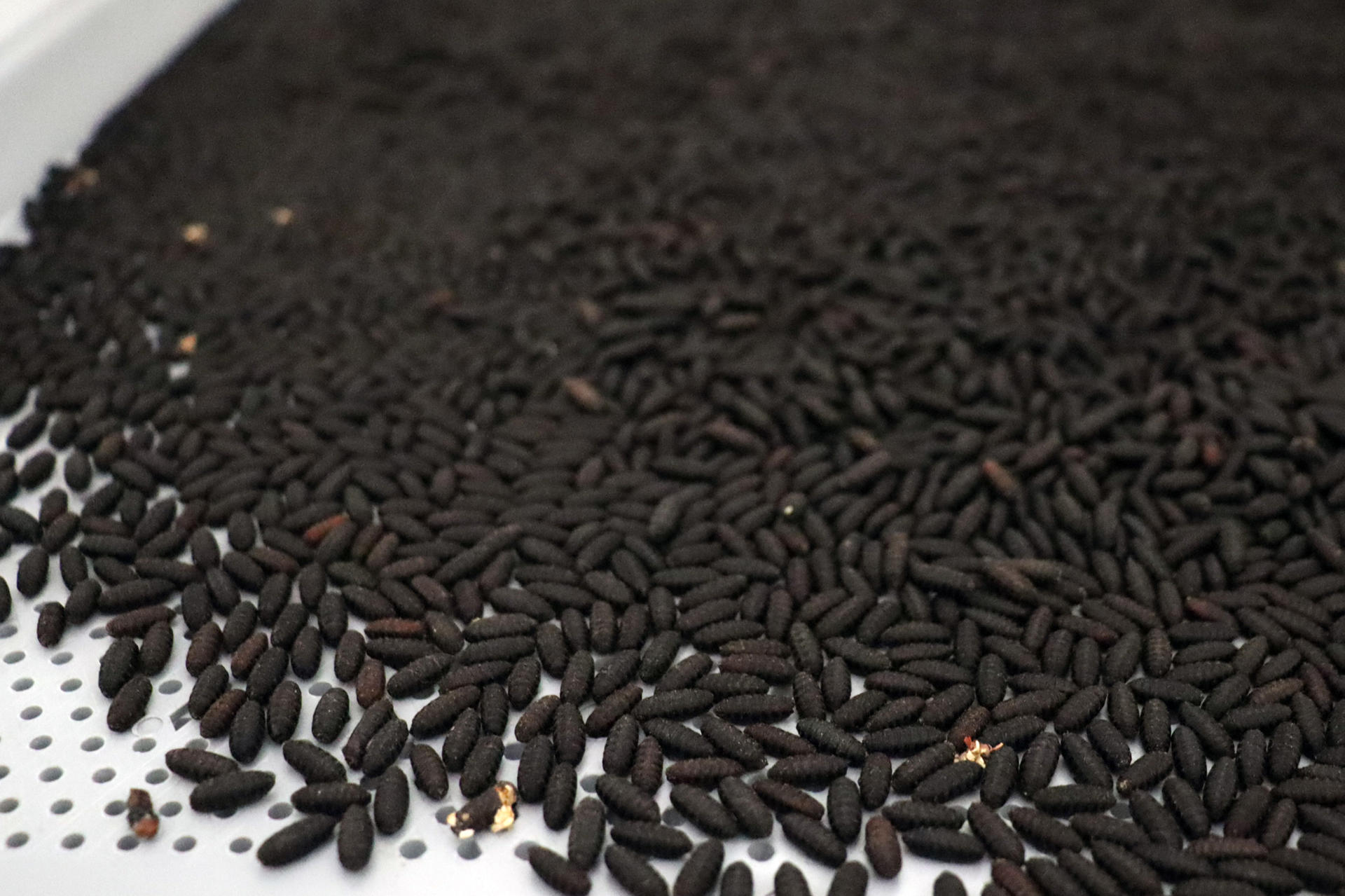 Inicia en Chiapas planta de moscas estériles para reabrir exportación ganadera a EE.UU.