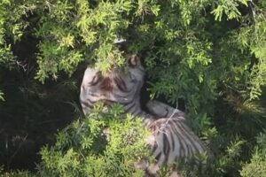 Capturan al tigre de Bengala que escapó en Tepetlaoxtoc
