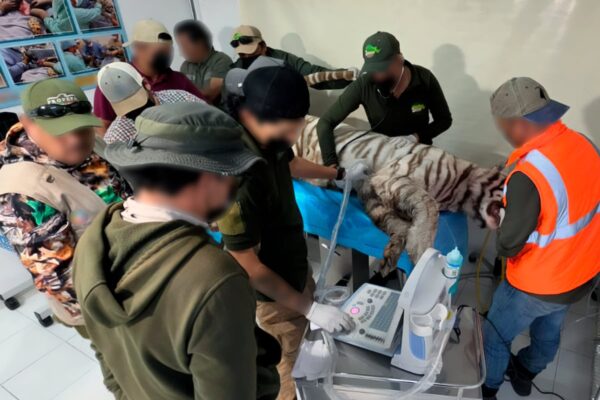 Muere tigre Kenzo por disparo policial durante operativo de captura en Tepetlaoxtoc