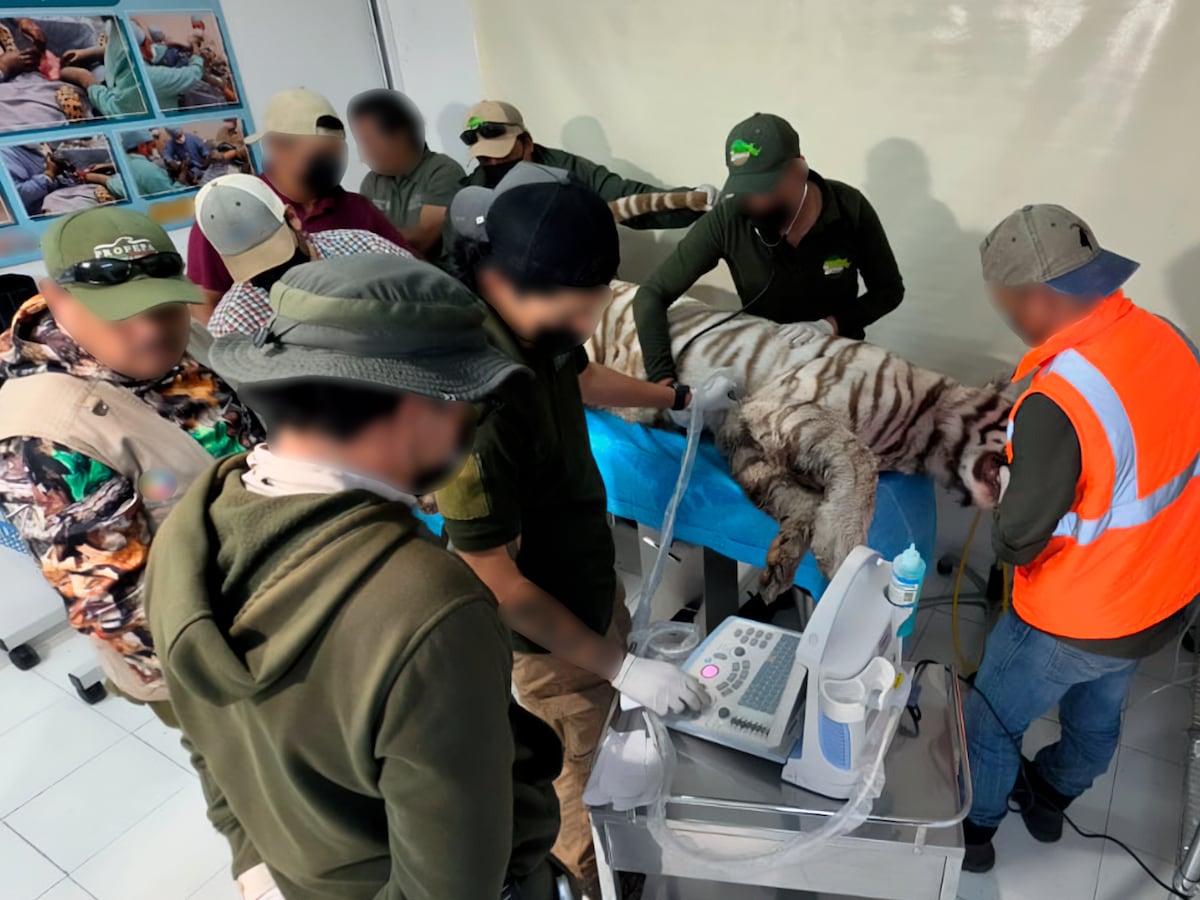 Muere tigre Kenzo por disparo policial durante operativo de captura en Tepetlaoxtoc