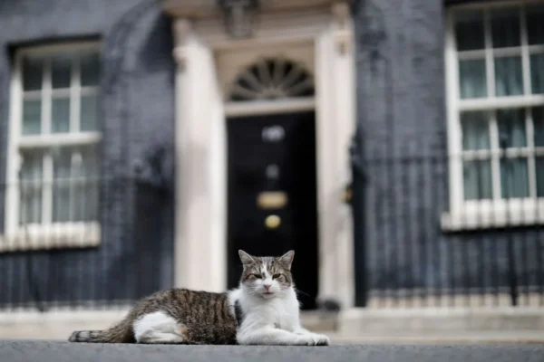Larry, el gato de Downing Street, recibe a su séptimo primer ministro británico