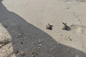 Armada de México protege eclosión de 200 tortugas marinas en Sabancuy