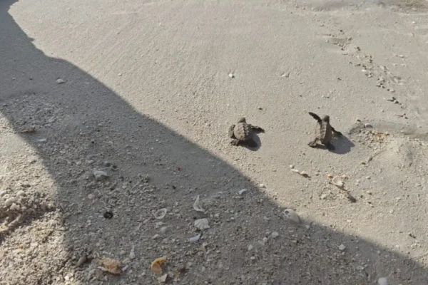 Armada de México protege eclosión de 200 tortugas marinas en Sabancuy
