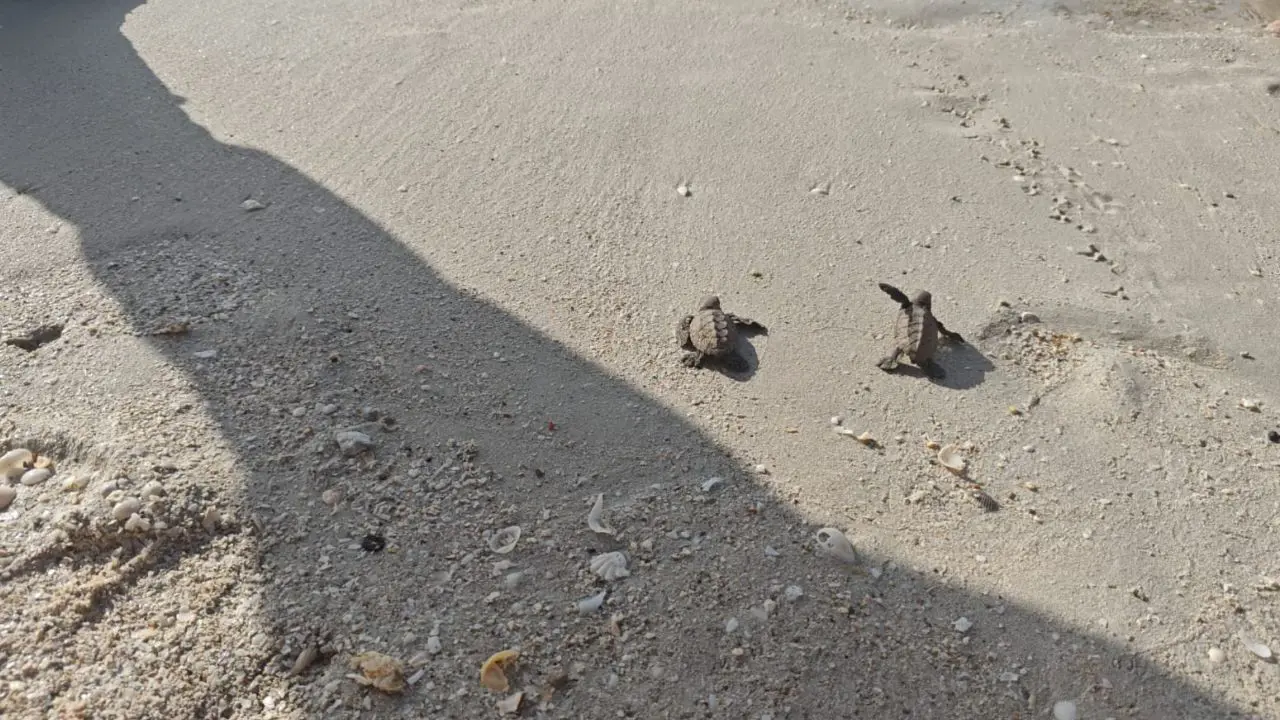Armada de México protege eclosión de 200 tortugas marinas en Sabancuy