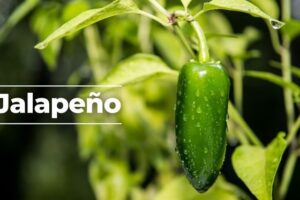 Investiga Ssa brote de salmonelosis vinculado a chiles jalapeños de Nuevo León y Sinaloa