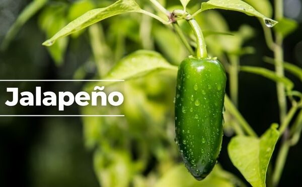 Investiga Ssa brote de salmonelosis vinculado a chiles jalapeños de Nuevo León y Sinaloa