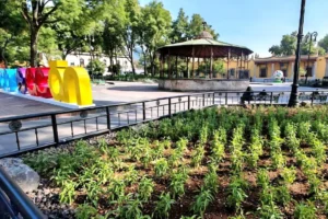 Jardín Hidalgo de Coyoacán atrae mariposas y aves tras convertirse en espacio polinizador