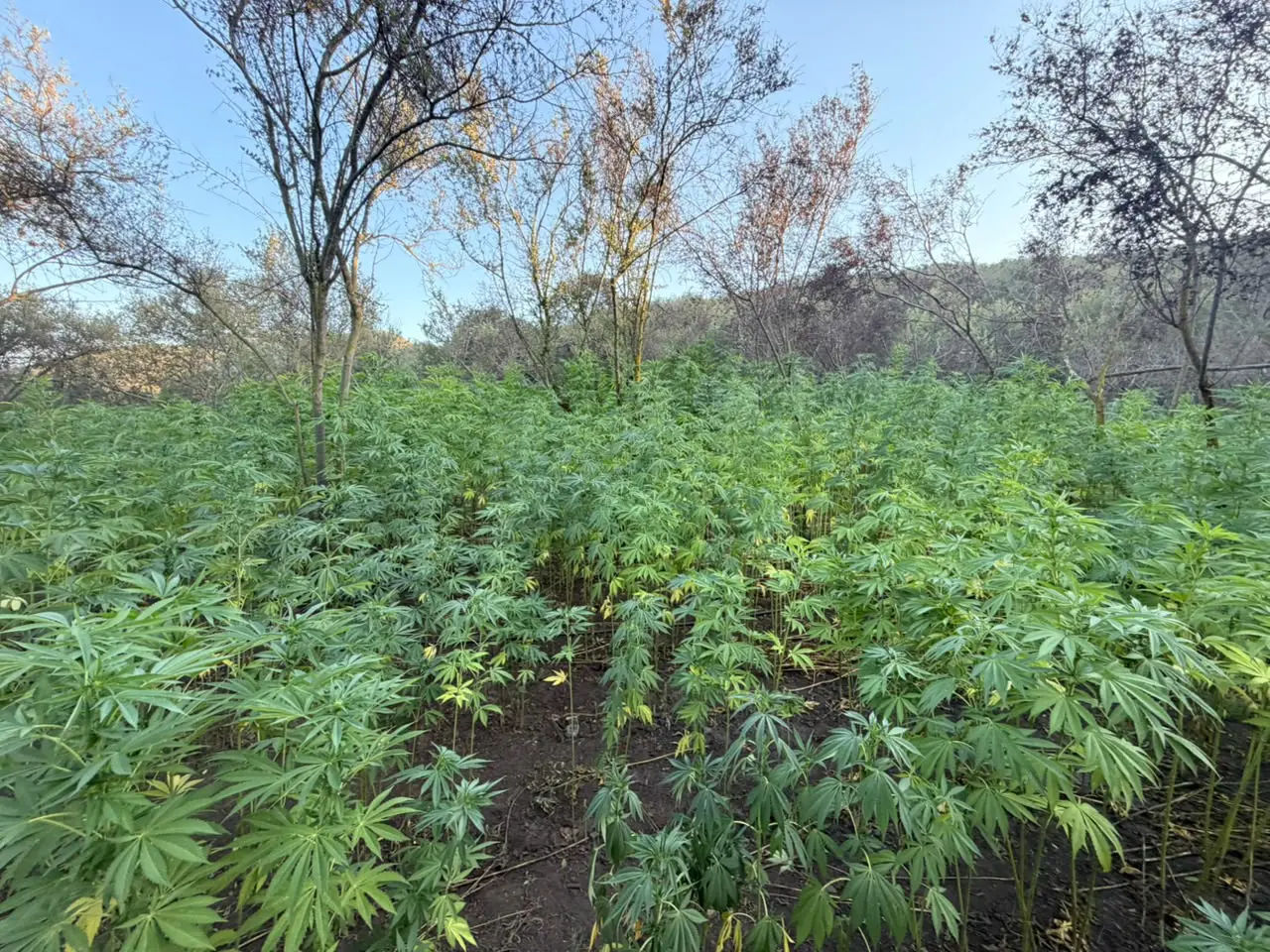 Destruyen 36 mil plantas de marihuana en cerro entre Tijuana y Rosarito tras denuncia ciudadana