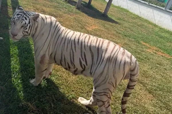 Aseguran 135 animales exóticos, incluidos tigres y jaguares, en cateos por huachicol en Tamaulipas