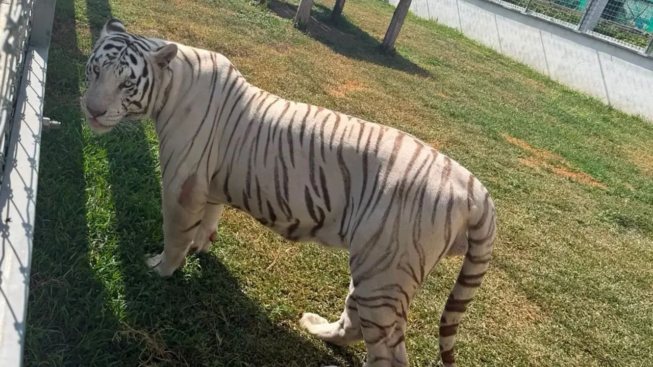 Aseguran 135 animales exóticos, incluidos tigres y jaguares, en cateos por huachicol en Tamaulipas