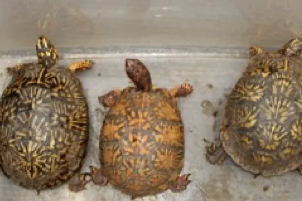 Jueza federal decreta prisión sin fianza para Georgina Bribiesca por tráfico de reptiles