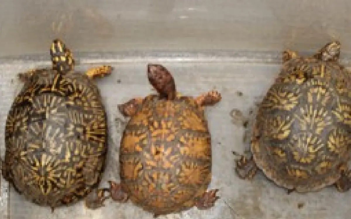 Jueza federal decreta prisión sin fianza para Georgina Bribiesca por tráfico de reptiles