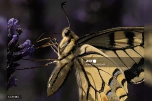 Estudio global indica que el 79% de los cambios en hábitat de mariposas se asocian al calentamiento global