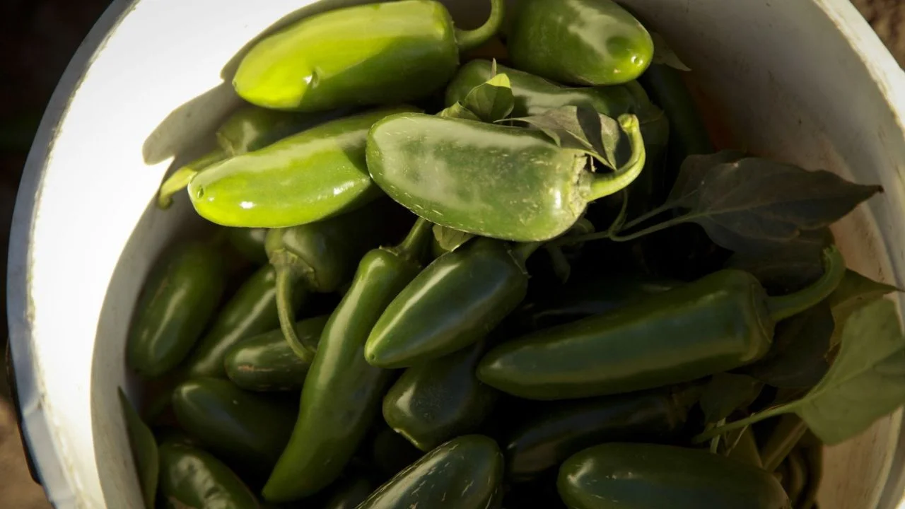 CDC investigan brote de salmonela en EE.UU. vinculado a jalapeños de Sinaloa
