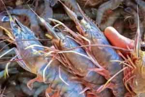 Productores acuícolas de Sinaloa alertan por desventaja ante camarón importado