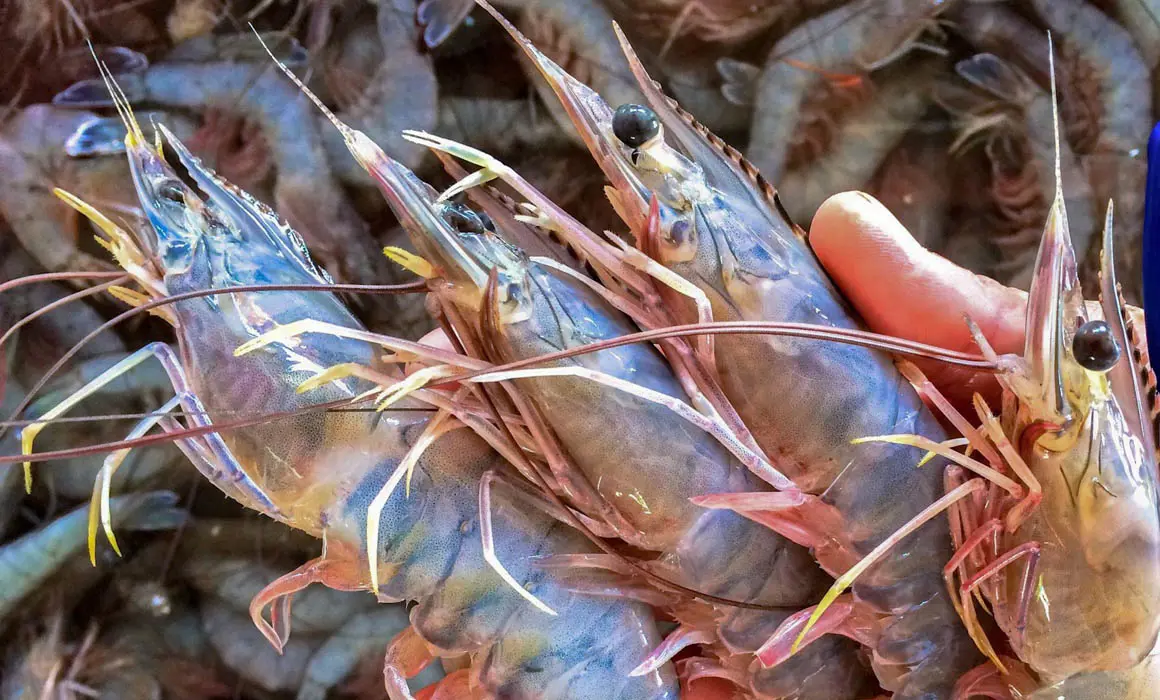 Productores acuícolas de Sinaloa alertan por desventaja ante camarón importado