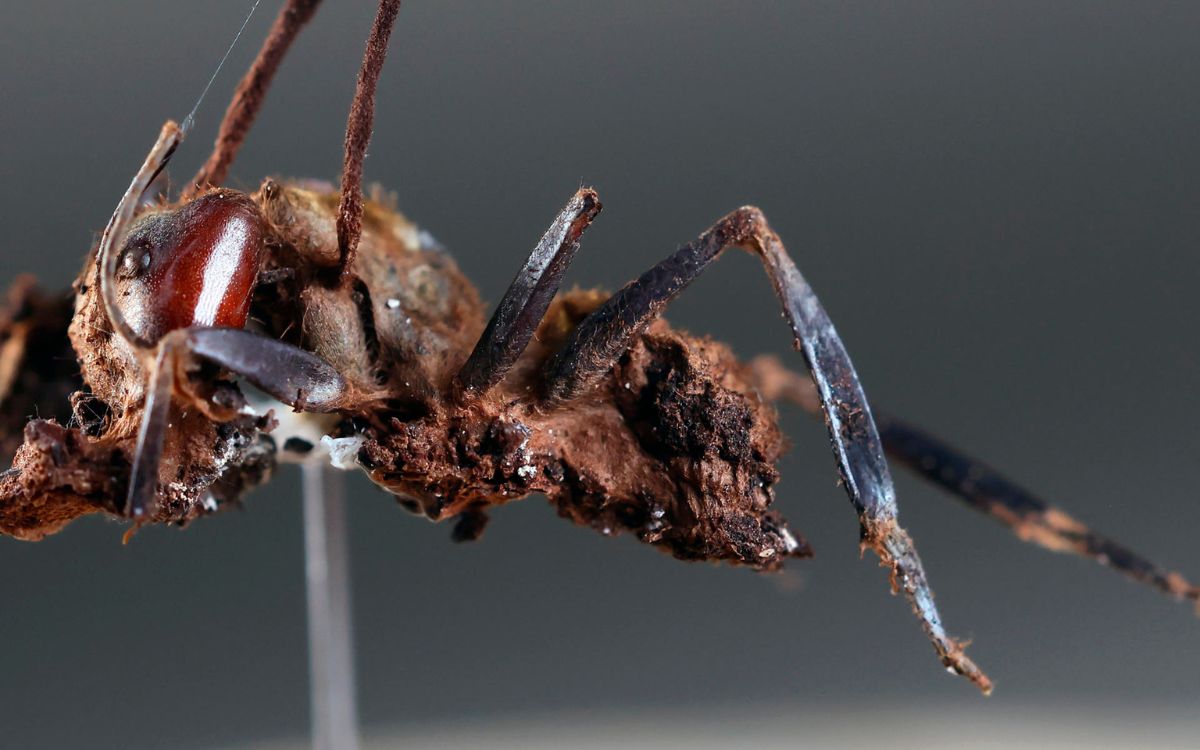 Descubren seis nuevas especies de hongos zombis en Jalisco; una nombrada en honor a Guillermo del Toro