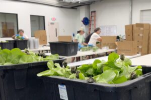 Reportan primeras muertes en EE.UU. por brote de ciclosporiasis vinculado a lechugas contaminadas